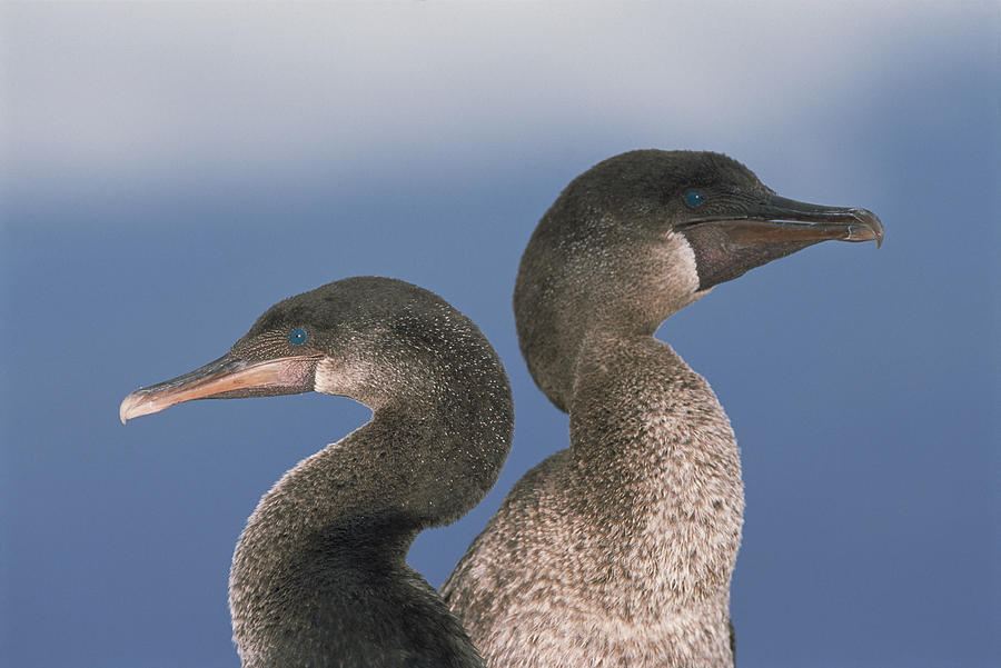 Flightless Cormorant Pair Galapagos Photograph by Tui De Roy