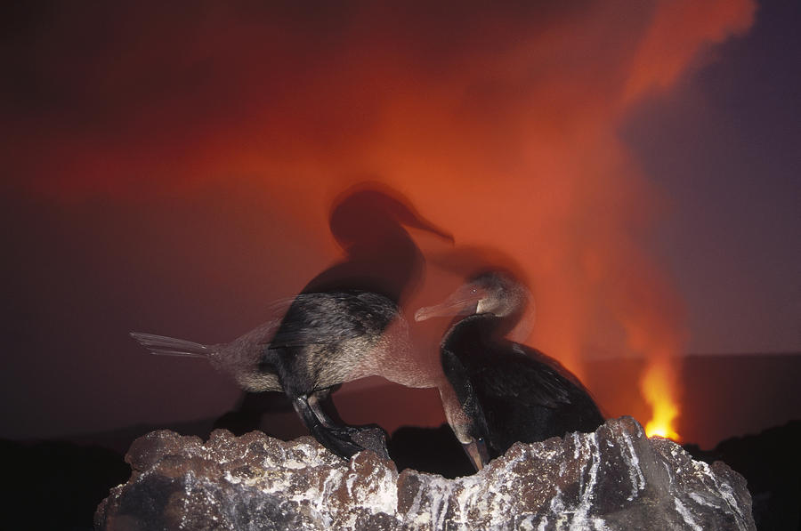 Flightless Cormorants And Volcanic Photograph by Tui De Roy