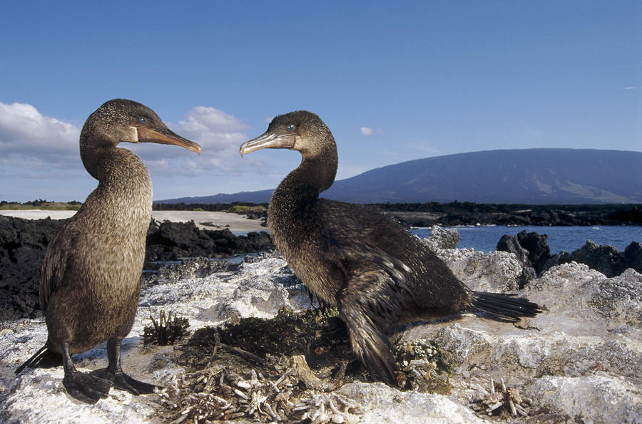 Flightless Cormorants Nest Lined Photograph by Tui De Roy