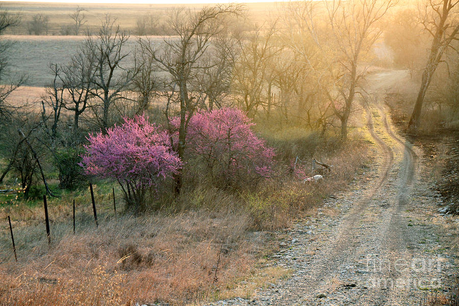 Flint Hills Spring Photograph by Betty Morgan