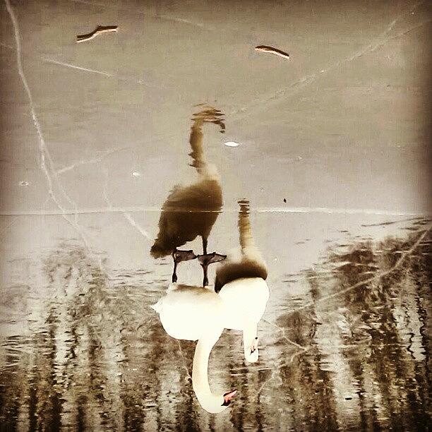 Nature Photograph - #flip #flop #swan On #ice #bronx #nyc by Antonio DeFeo
