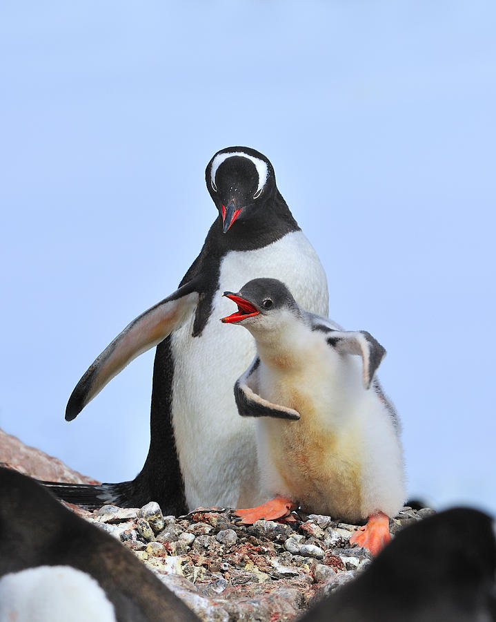 Penguin Photograph - Flipper Flexing by Tony Beck