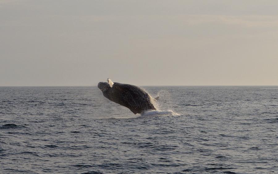Flippin Maine Whale Photograph