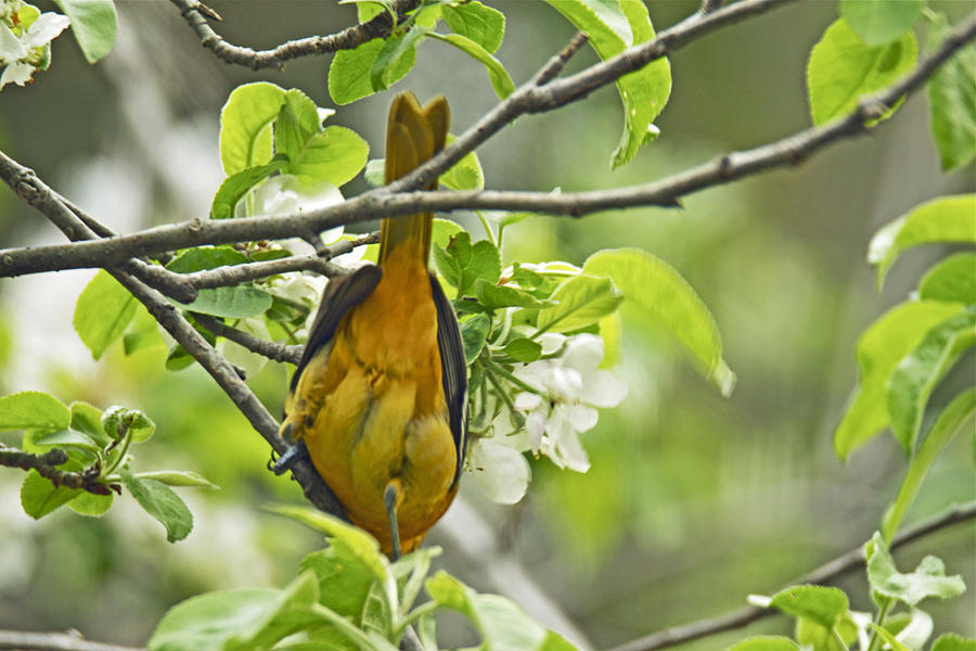 Flippin The Bird - Baltimore Oriole Photograph by Carol Senske