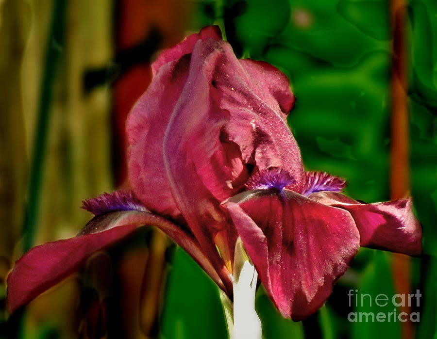 Flirting Flower - Iris Photograph by Marilyn Smith