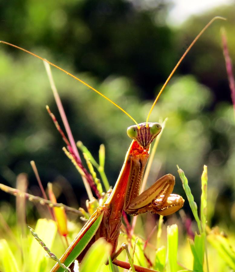 Flirty Mantis Photograph by Art Dingo