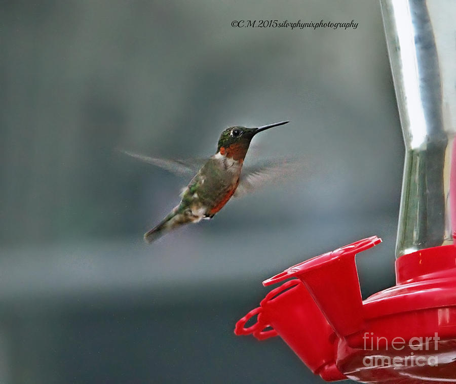 Small Photograph - Flitting Hummer by Catherine Melvin
