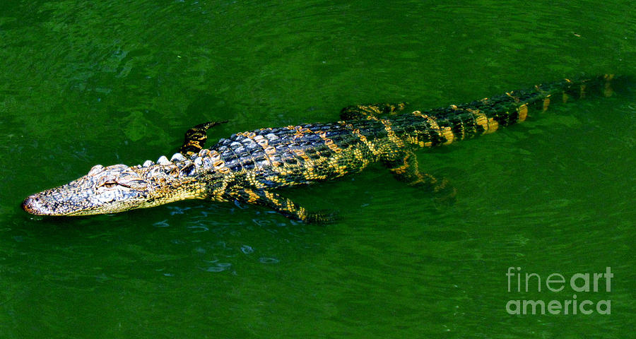 Floating Alligator Photograph by Cynthia Guinn