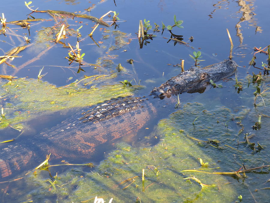 Floating Alligator Photograph by Ellen Meakin
