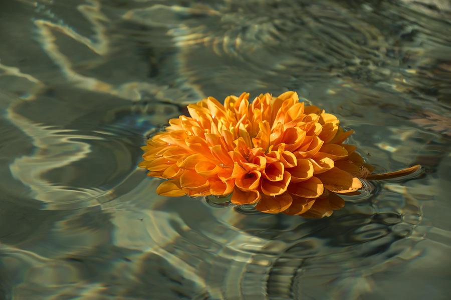 Floating Autumn - Chrysanthemum Blossom in the Fountain Photograph by Georgia Mizuleva