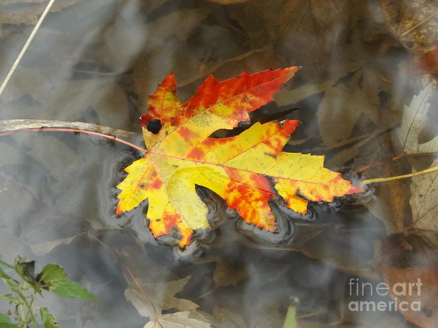 Floating Autumn Leaf Photograph by Erick Schmidt