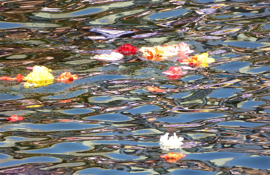 Floating Begonias a la Monet Photograph by Amelia Racca