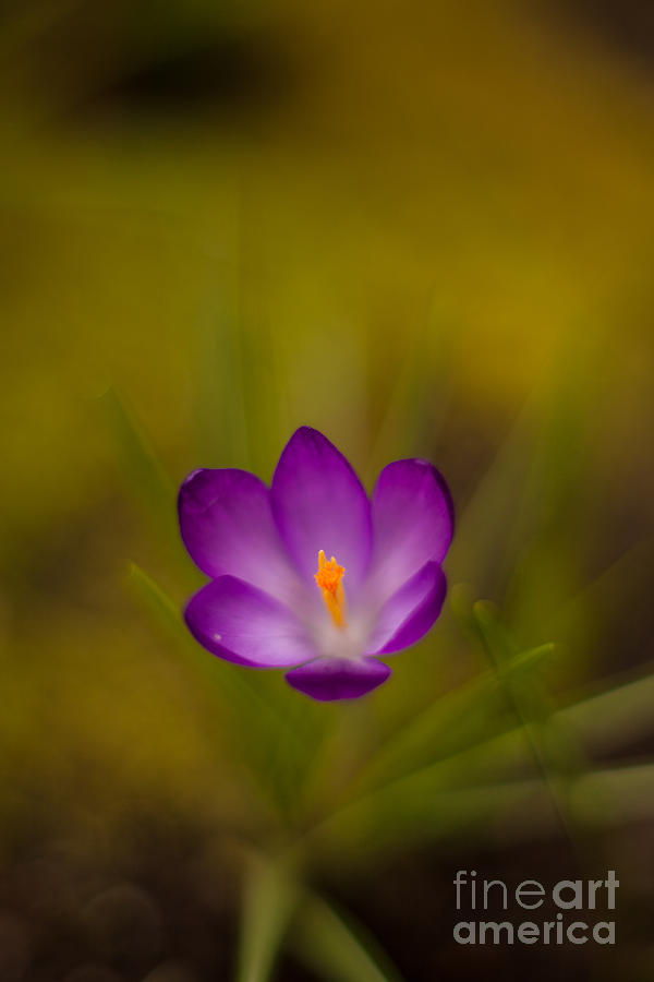 Crocus Photograph - Floating Bloom by Mike Reid