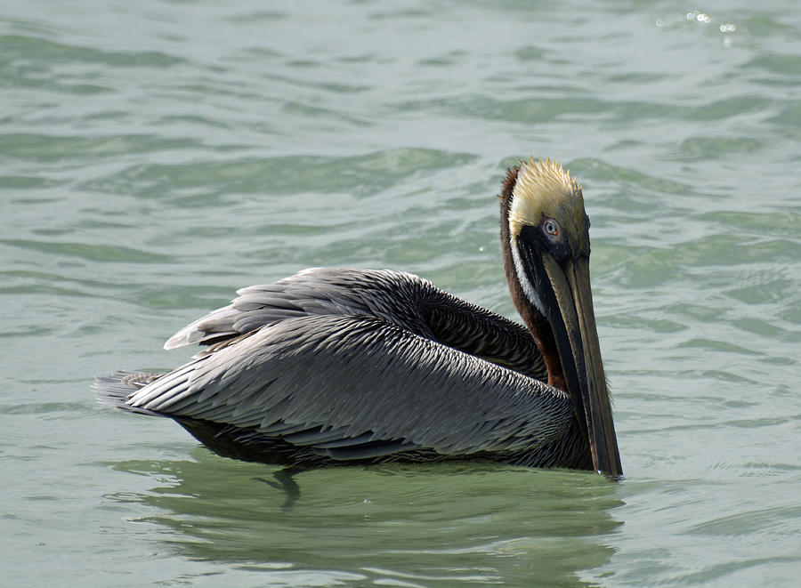 Floating Brown Pelican Photograph by Bruce Gourley
