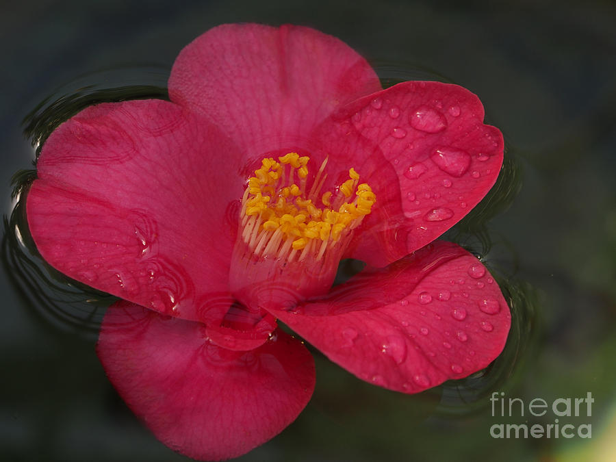 Floating Camellia  Photograph by Jacklyn Duryea Fraizer
