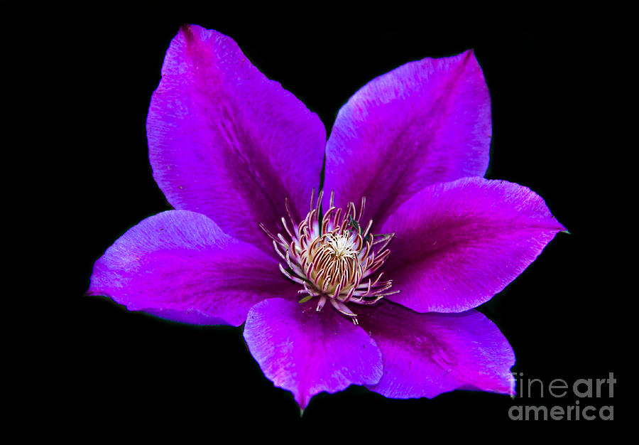 Floating Clematis Photograph by Robert Bales