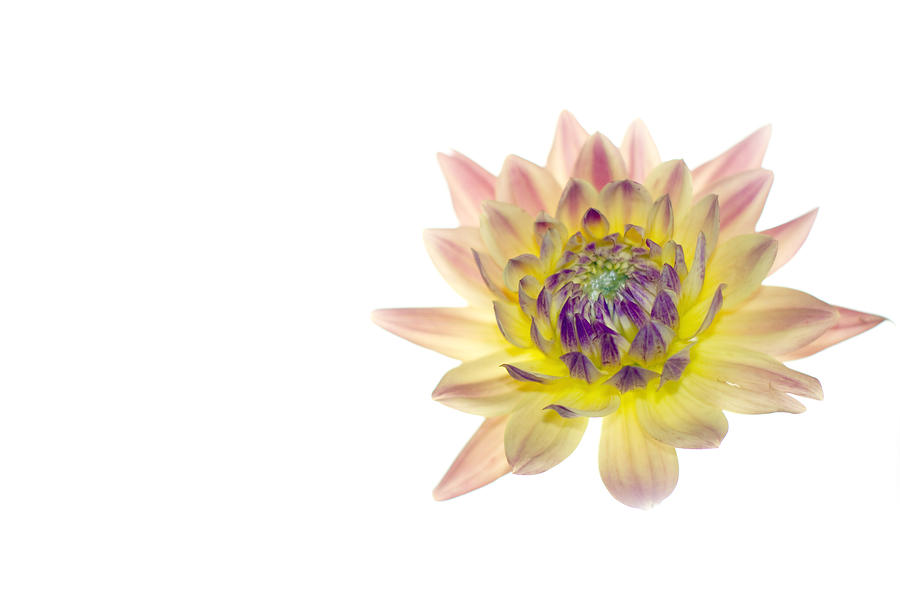Floating Dahlia Photograph by Rebecca Cozart