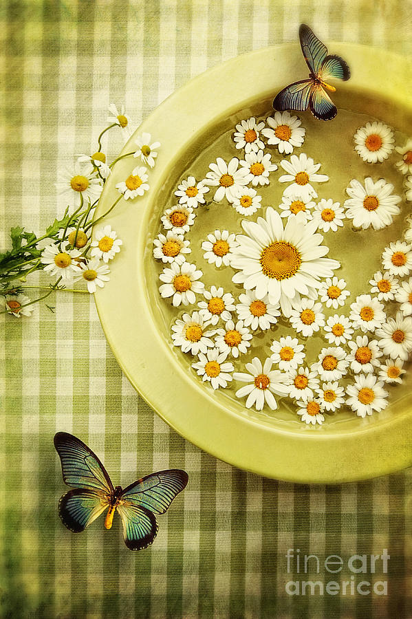 Flower Photograph - Floating daisies with butterflies in bowl by Sandra Cunningham