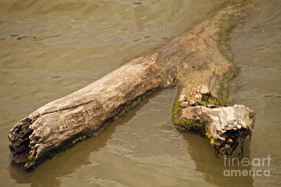 Floating Drift Wood Photograph by William Norton