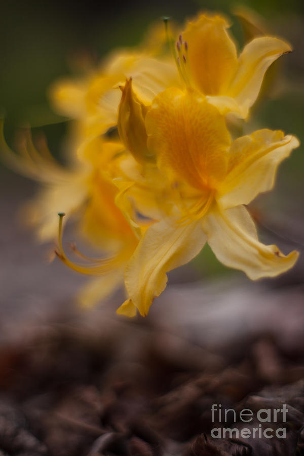 Flower Photograph - Floating Azaleas Faeries by Mike Reid