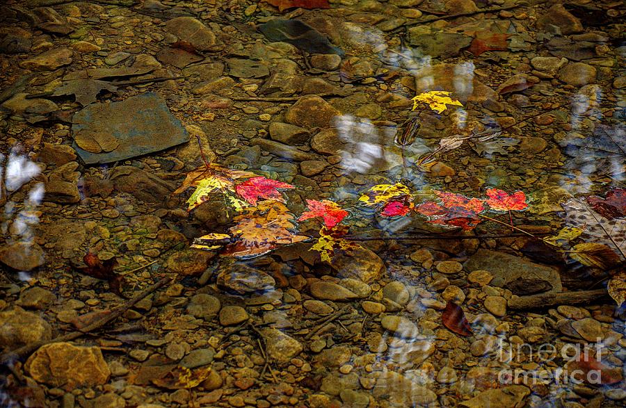 Floating Fall Leaves Photograph by Paul Mashburn