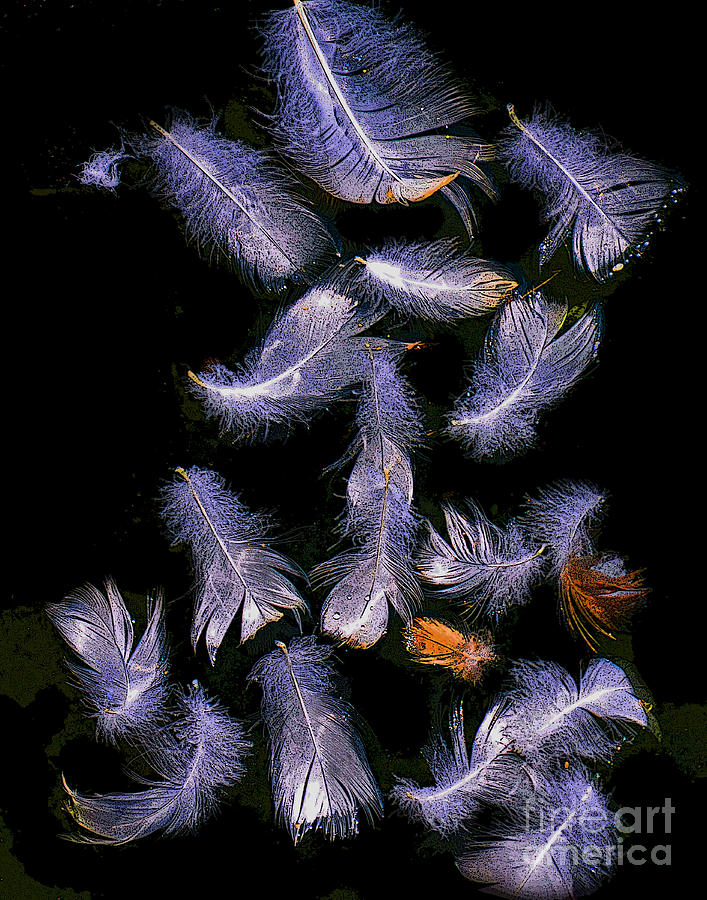 Floating Feathers Photograph by Dennis Tyler - Fine Art America