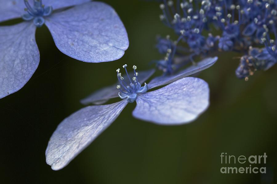 Lace Hydrangea #1 Photograph by Jim Gillen
