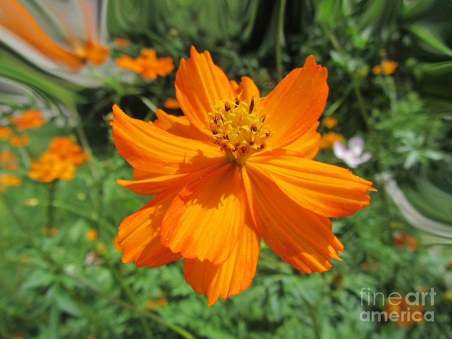Floating Flower - Orange Photograph by Susan Carella