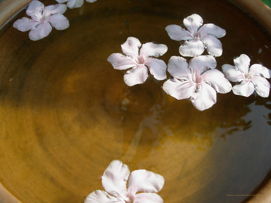 Floating Flowers Photograph by Brian Gilna