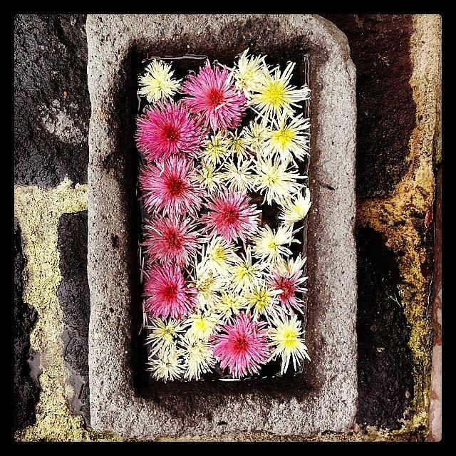 Flower Photograph - Floating #flowers by Greta Olivas