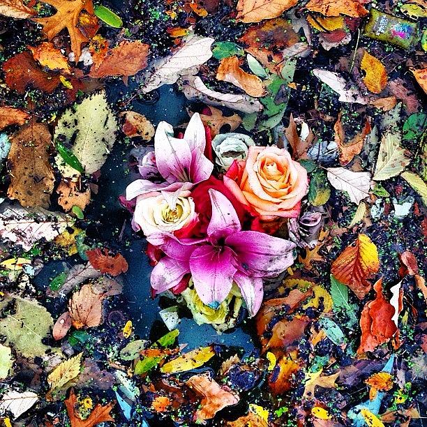 Flower Photograph - Floating Flowers by Jason Gurtman