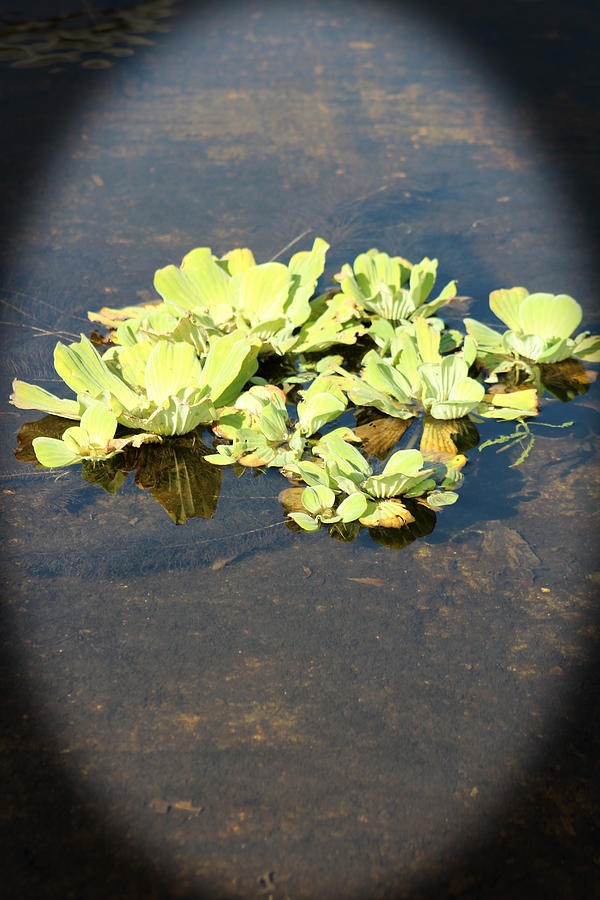 Floating Free Lettuce Photograph by Audrey Robillard