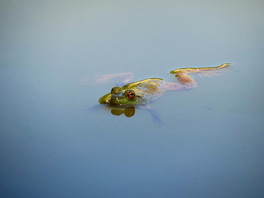 Sinking frog