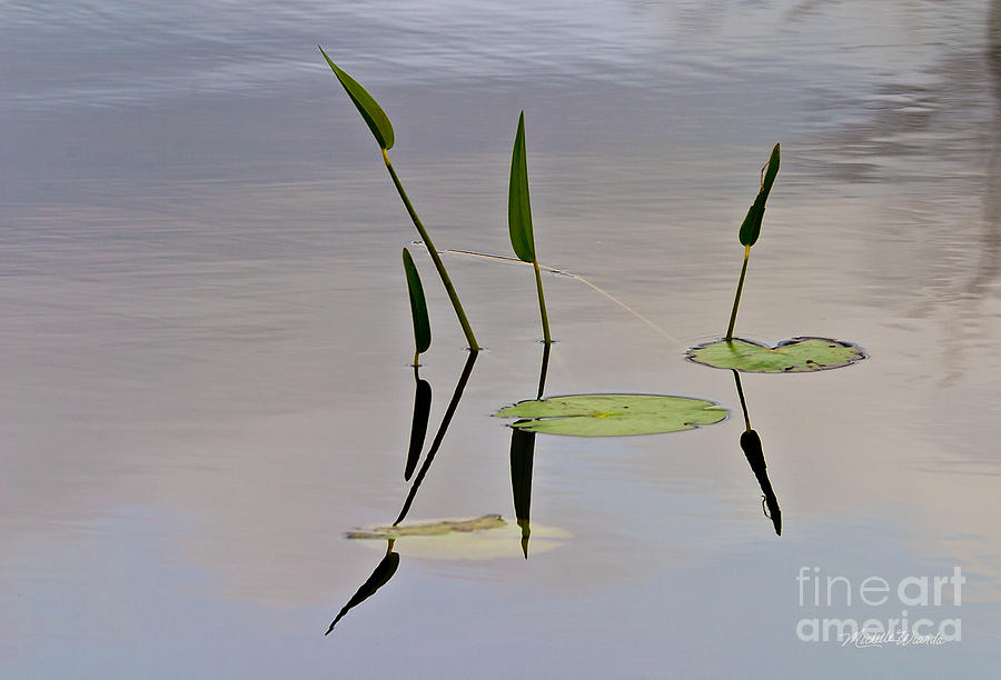 Lily Photograph - Floating Garden by Michelle Constantine