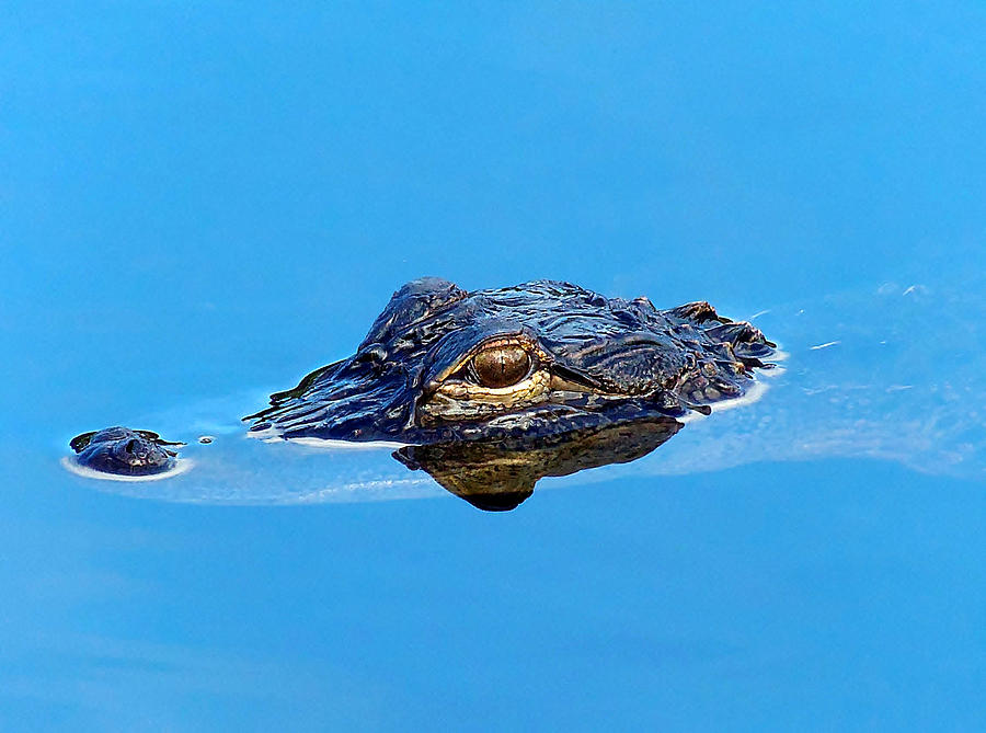 Floating Gator Eye Photograph by Christopher Mercer