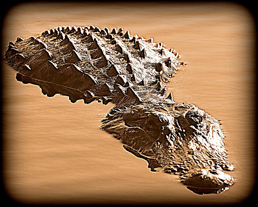 Floating Gator Sepia Photograph by Sheri McLeroy
