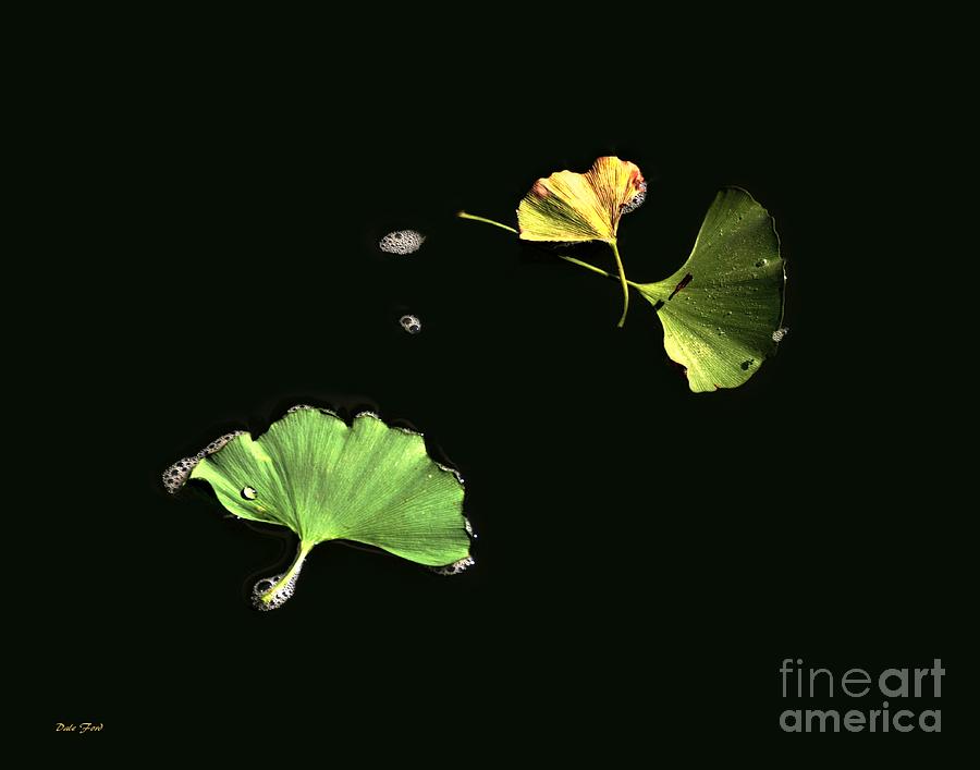 Tree Digital Art - Floating Ginko Leaves by Dale   Ford