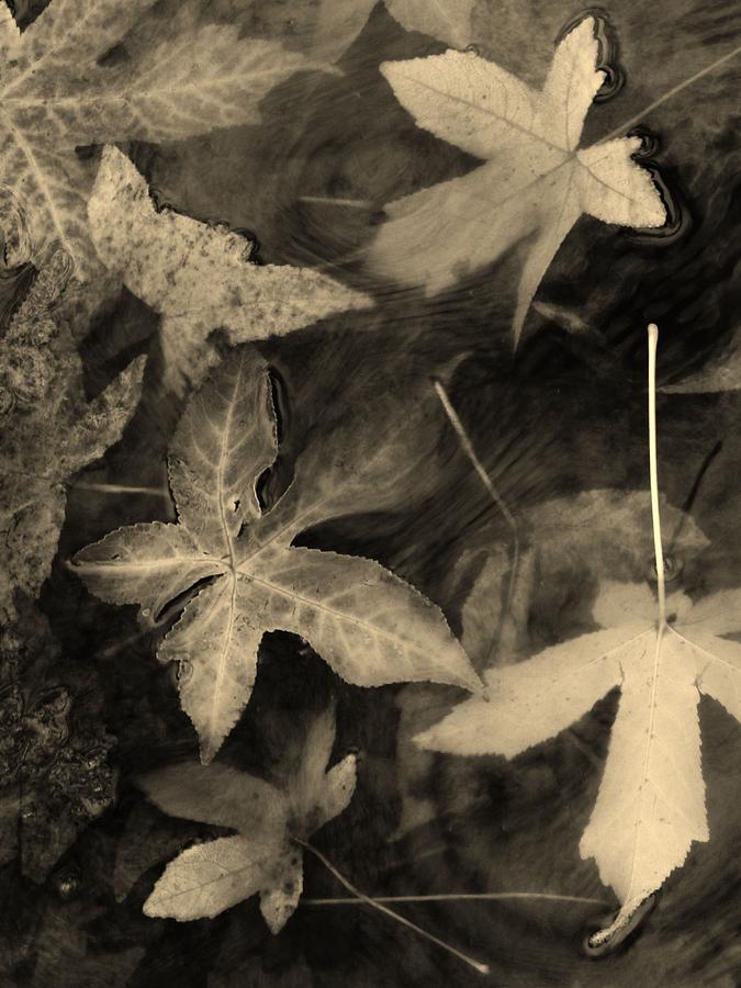 Floating in Grace sepia tone Photograph by Charles Lucas