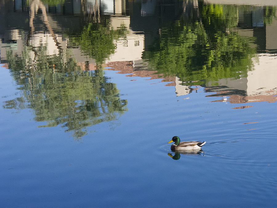 Floating in Reflections Photograph by Susan Stone