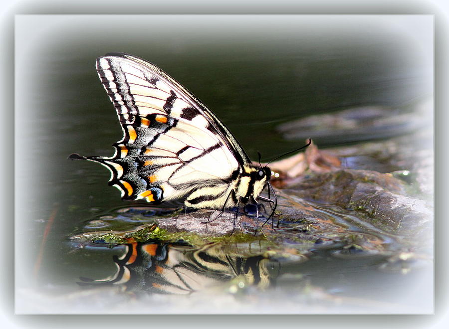 Floating in Water - Swallowtail -Butterfly Photograph by Travis Truelove