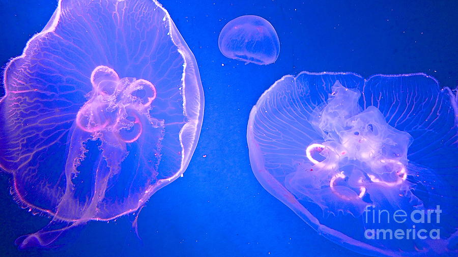 Floating Jelly Fish Photograph by Cheryl Cutler