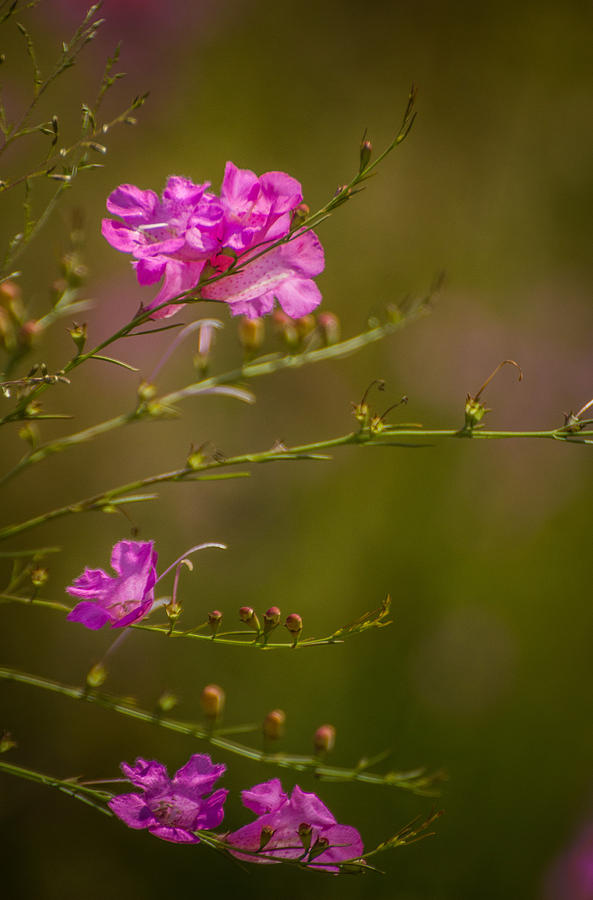 Wildflowers Photograph - Floating by Julie Andel Wildflowers Photograph - Floating by Julie Andel