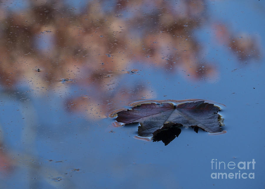 Floating Leaf II Photograph by Lili Feinstein