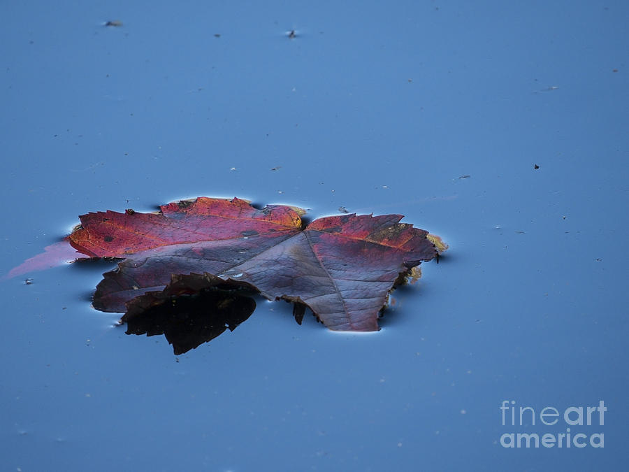 Floating Leaf Photograph by Lili Feinstein