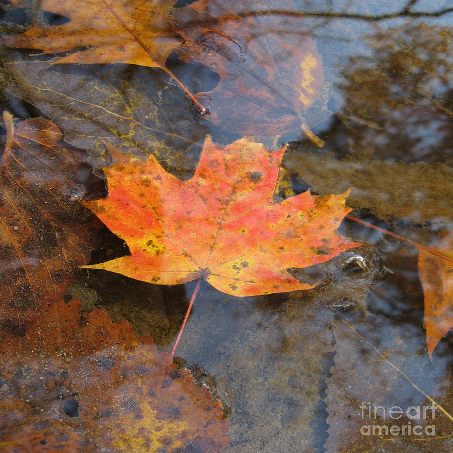 Floating Leaf Photograph by Patricia Januszkiewicz