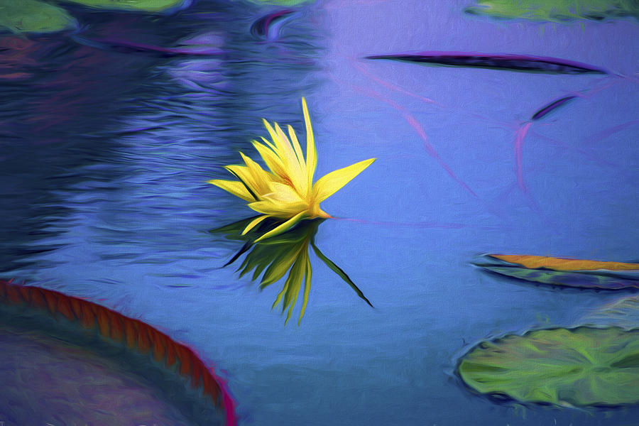 Floating Lily Photograph by John Rivera