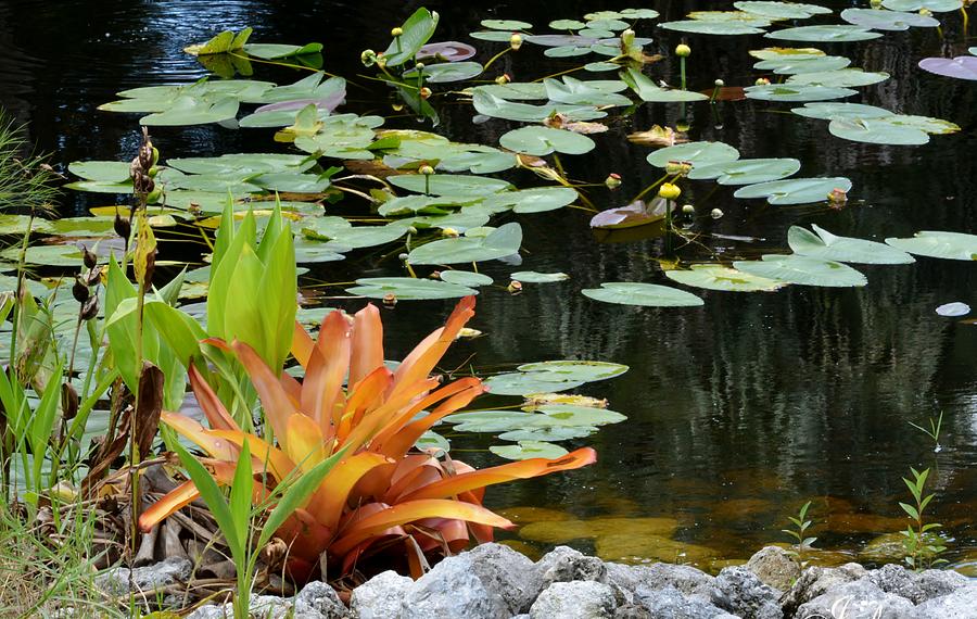 Floating Lily Pond Photograph by Jody Lane