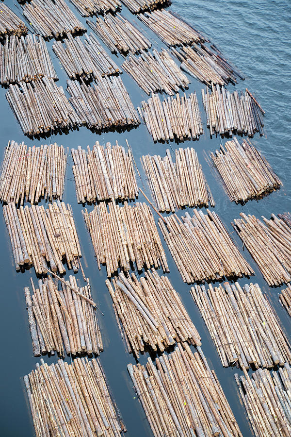 Floating Log Bundles Photograph by Juhla