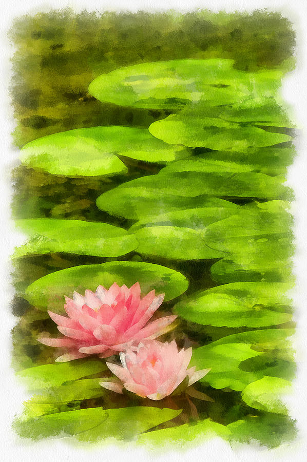 Floating lotus лилейник