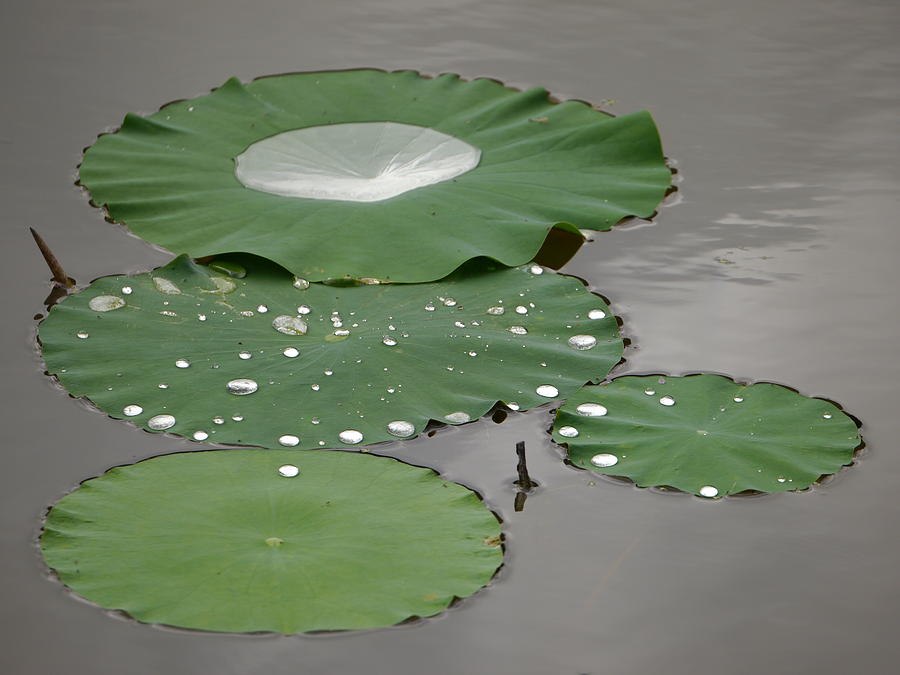 Floating lotus leaves Photograph by Jane Ford